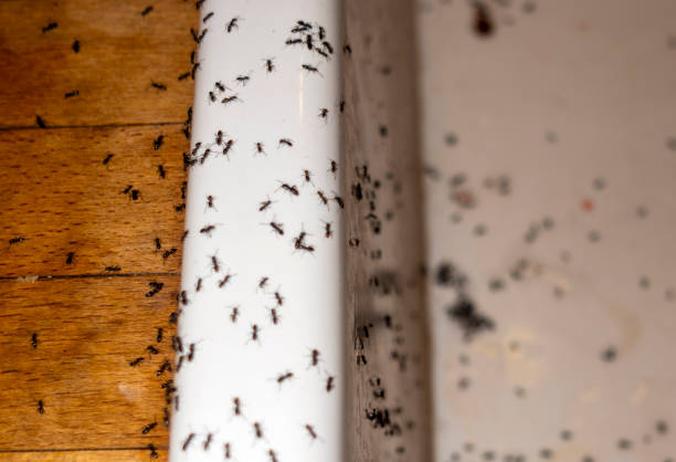 Spider Control Near Me in Whitney, SC